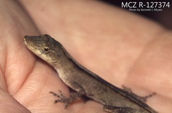 Media type: image;   Herpetology R-127374 Description: Photo of animal in life, taken in the field by Dr. Kenneth Ichiro Miyata. A slide of the photo was scanned in 2012 by Melissa Wooley.;  Aspect: lateral